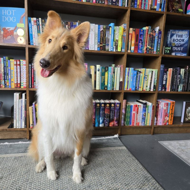 The shop dog at Chapter House Books